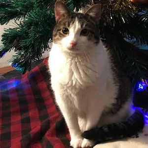 Meet your Posher, Diane